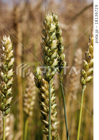 cereals  18136729