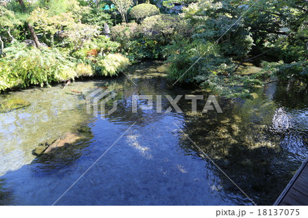 島原湧水の写真 18137075
