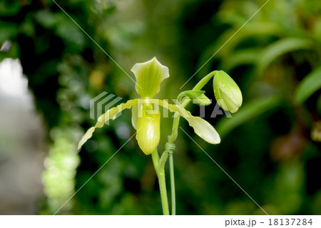 パフィオペディラム パフィオペディラム 18137284