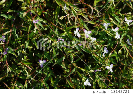 イボクサ 18142721