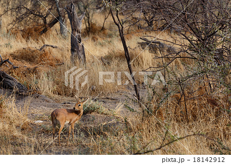 Steenbok, Etosha National Park, Namibia 18142912