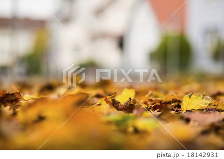 autumnal painted leaves autumnal painted leaves 18142931