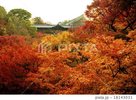 東福寺　紅葉　紅葉の名所　京都観光 18143031