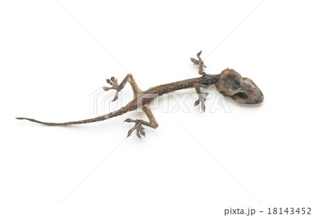 dead lizard 18143452