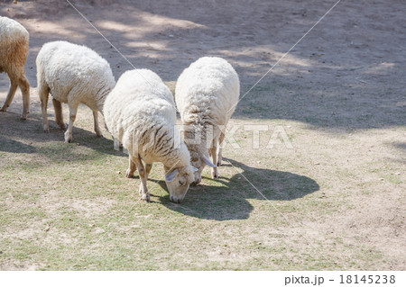 White Sheep in farm White Sheep in farm 18145238
