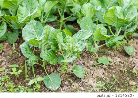Kale vegetable garden plant 18145807