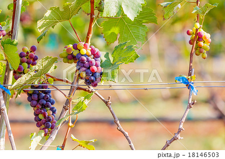 branch young grapes on vine in vineyard 18146503