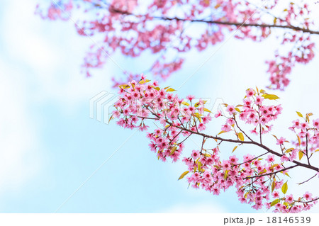 Wild Himalayan Cherry spring blossom 18146539