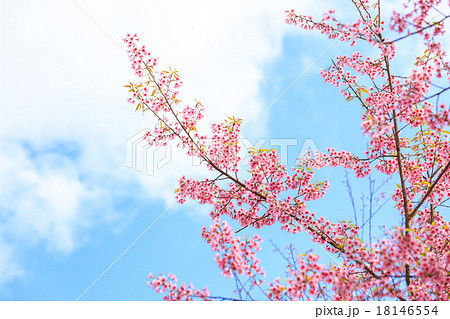 Wild Himalayan Cherry spring blossom 18146554