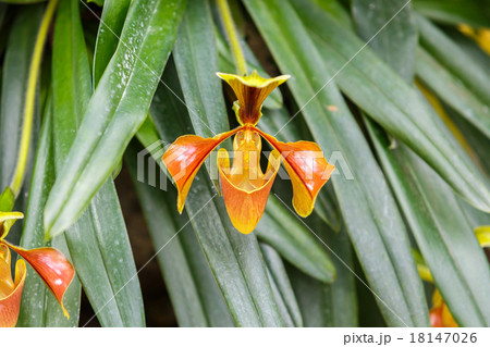 Paphiopedilum orchid flower 18147026