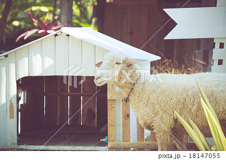 white sheep with little home 18147055