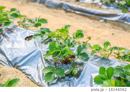 Strawberry agriculture plant Strawberry agriculture plant 18148562