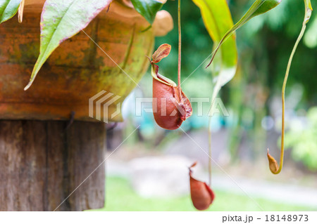 Nepenthes ampullaria Nepenthes ampullaria 18148973
