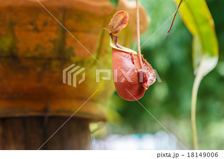Nepenthes ampullaria 18149006