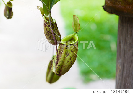 Nepenthes ampullaria Nepenthes ampullaria 18149106