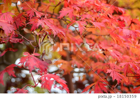 ノムラモミジ② ノムラモミジ② 18150359