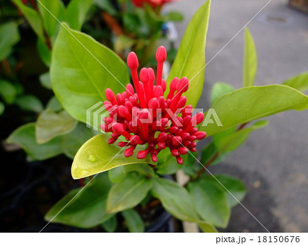 山丹花 イクソラ 蕾 山丹花 イクソラ 蕾 18150676