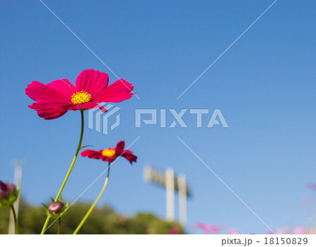 神戸総合運動公園のコスモスの丘から見上げた陸上競技場の照明灯とコスモス 18150829