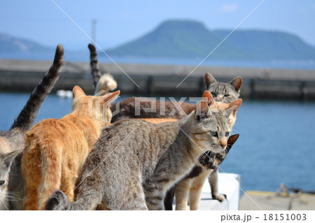 男木島の猫06 18151003