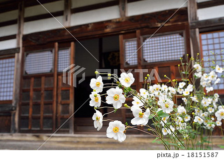 シュウメイギクの花が咲く寺 シュウメイギクの花が咲く寺 18151587