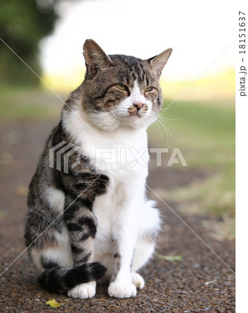 凛々しい猫 凛々しい猫 18151637
