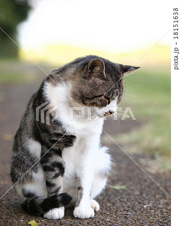 落ち込んだ感じの猫 18151638