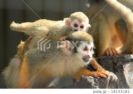 リスザルの親子 18153181