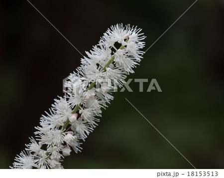 秋の森のサラシナショウマ 秋の森のサラシナショウマ 18153513