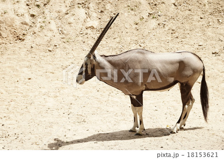 oryx gazella or gemsbok 18153621