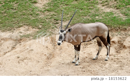 oryx gazella or gemsbok oryx gazella or gemsbok 18153622