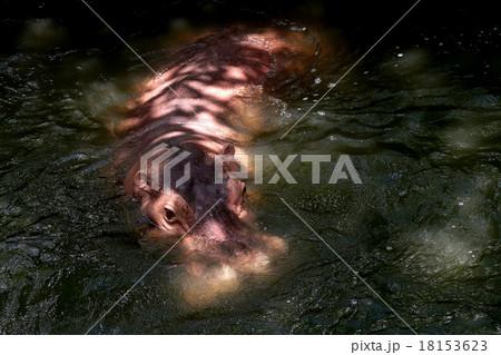 hippopotamus in the water hippopotamus in the water 18153623