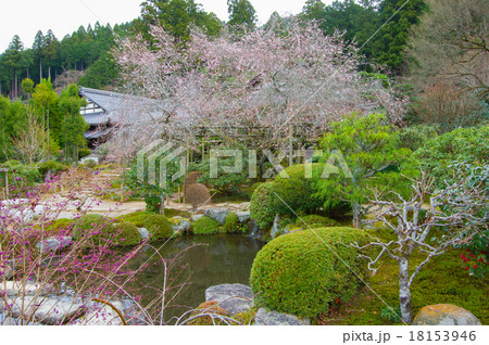 実光院の不断桜 18153946