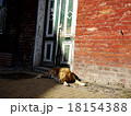 日向ぼっこ犬 18154388
