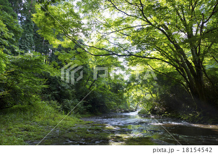 渓流（大谷川） 18154542
