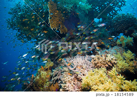 Shoal of Glassfish  in clear blue water  18154589