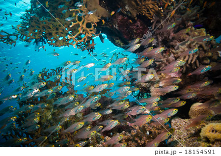 Shoal of Glassfish  in clear blue water  18154591