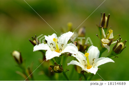 立山のイワイチョウ 立山のイワイチョウ 18154689