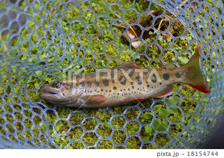 釣果（ヤマメ） 18154744