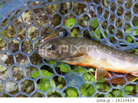 釣果(イワナ) 釣果(イワナ) 18154854