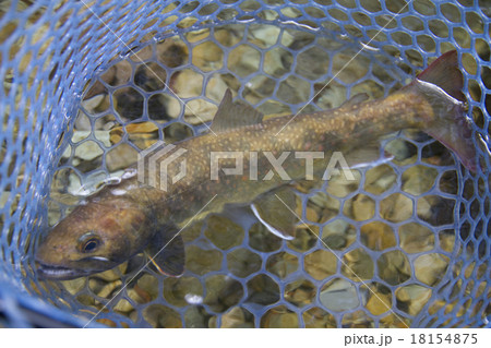 釣果（イワナ） 18154875