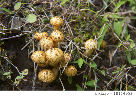 スギタケ 18154952