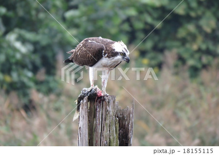 ミサゴの捕食行動 18155115