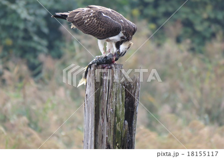 ミサゴの捕食行動 ミサゴの捕食行動 18155117