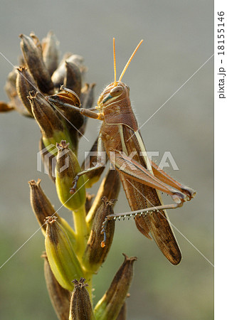 ツチイナゴ 18155146