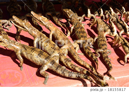 カンボジア シェムリアップ トレンサップ湖 カンボジア シェムリアップ トレンサップ湖 18155817