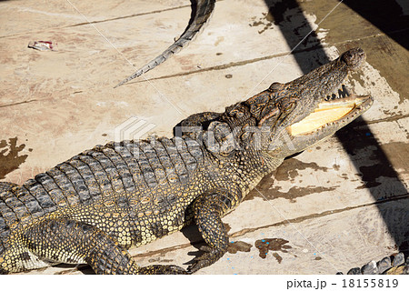 カンボジア シェムリアップ トレンサップ湖 カンボジア シェムリアップ トレンサップ湖 18155819