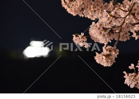 桜と城 18156025