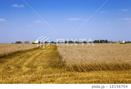 harvesting harvesting 18156704