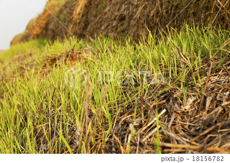 the sprouted wheat the sprouted wheat 18156782