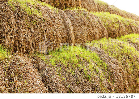 the sprouted wheat the sprouted wheat 18156787